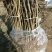大红袍花椒苗现挖现卖大型花椒树种苗繁育基地