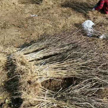 大红袍花椒苗现挖现卖大型花椒树种苗繁育基地