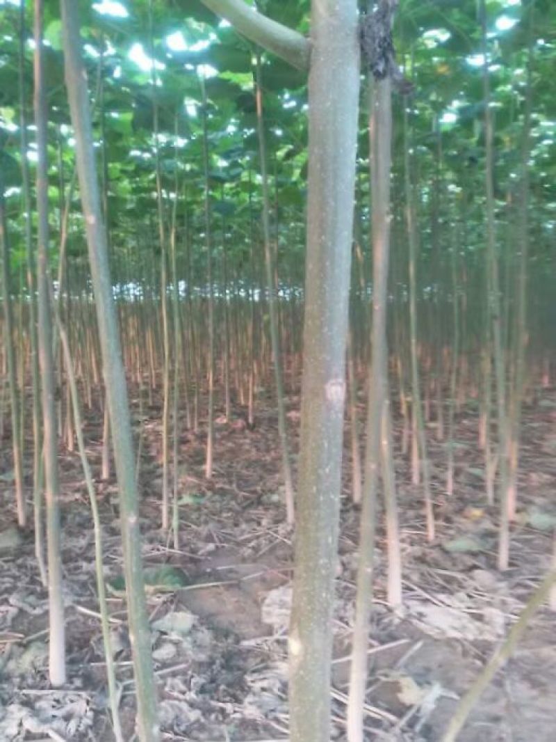 泡桐根速生9501速生9502品种，生长速度快抗旱耐涝