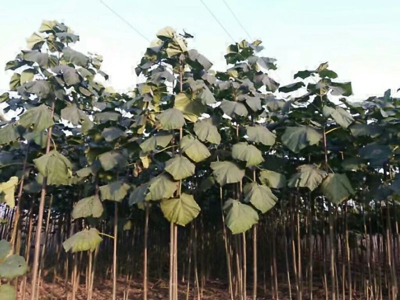 泡桐苗大型泡桐树苗繁育基地规格齐全量大从优