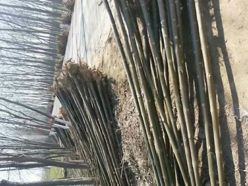 育泡桐苗用种根大型泡桐树苗繁育基地直接提供桐树根