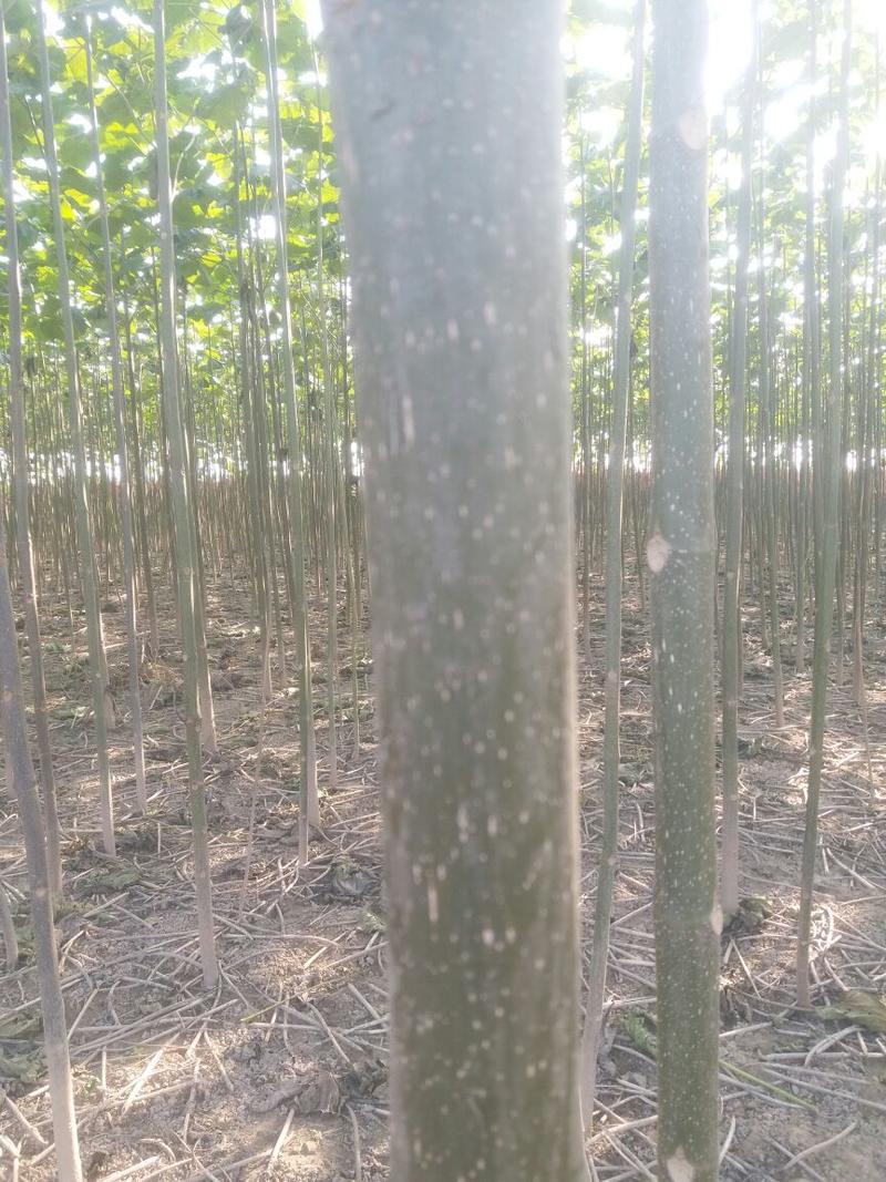 育泡桐苗用种根大型泡桐树苗繁育基地直接提供桐树根
