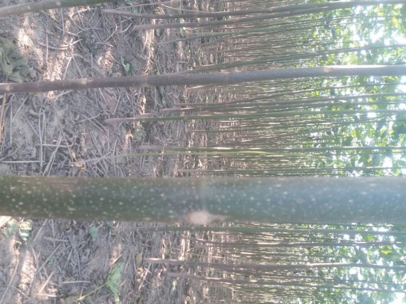 泡桐苗大型泡桐树苗繁育基地规格齐全量大从优