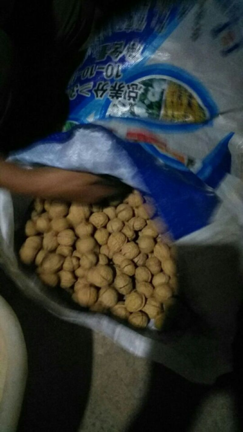 纸皮核桃去皮20~28mm视频看货一手货源诚信经营