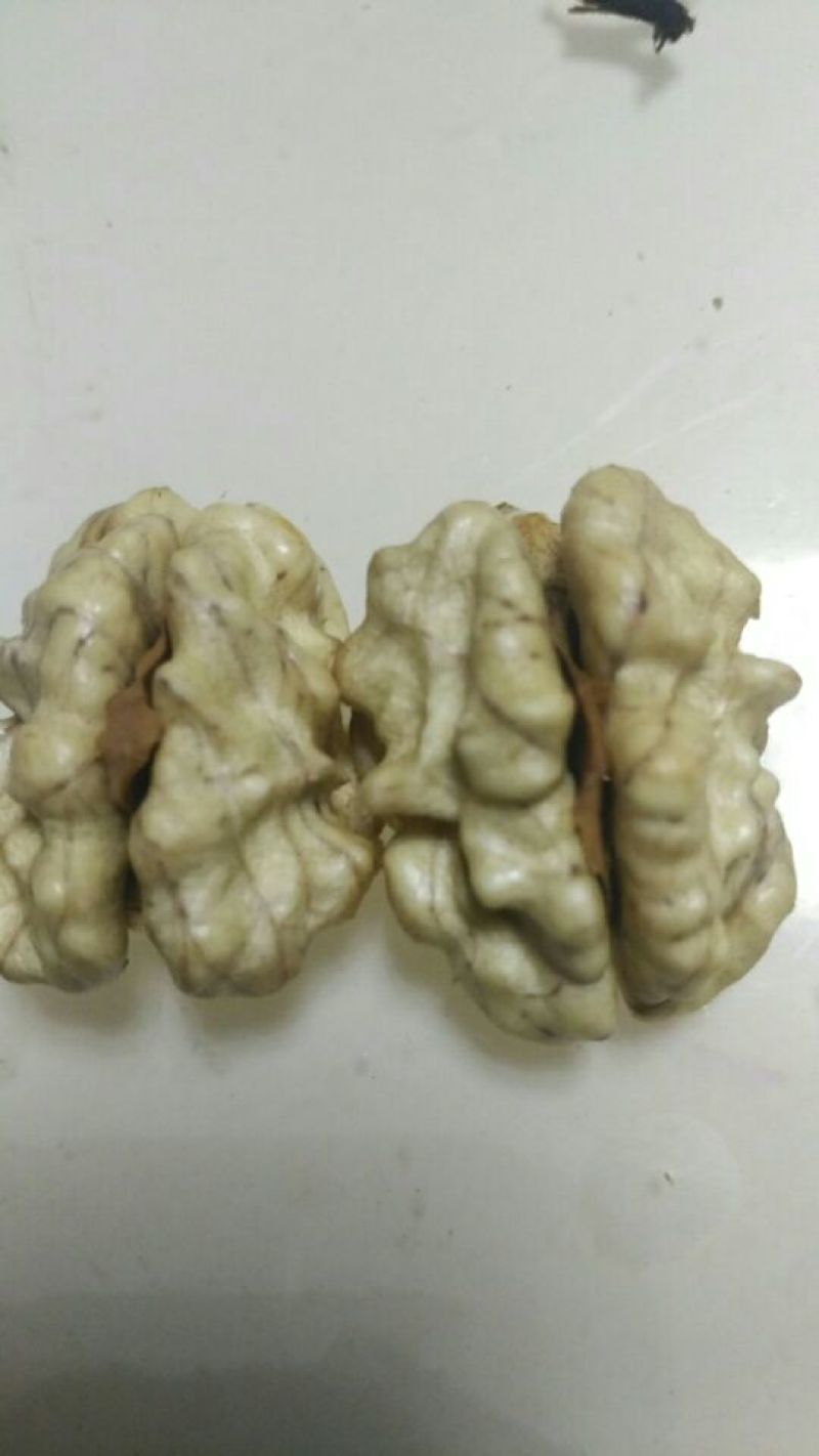 纸皮核桃去皮20~28mm视频看货一手货源诚信经营