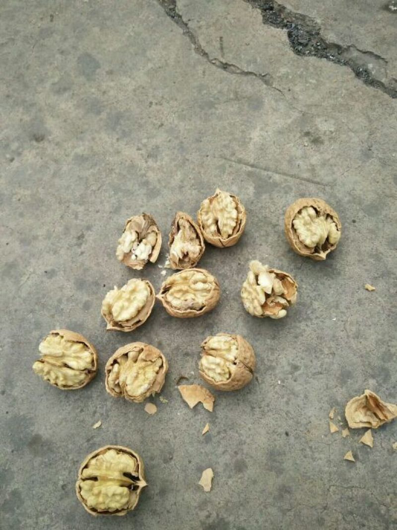 纸皮核桃去皮20~28mm视频看货一手货源诚信经营
