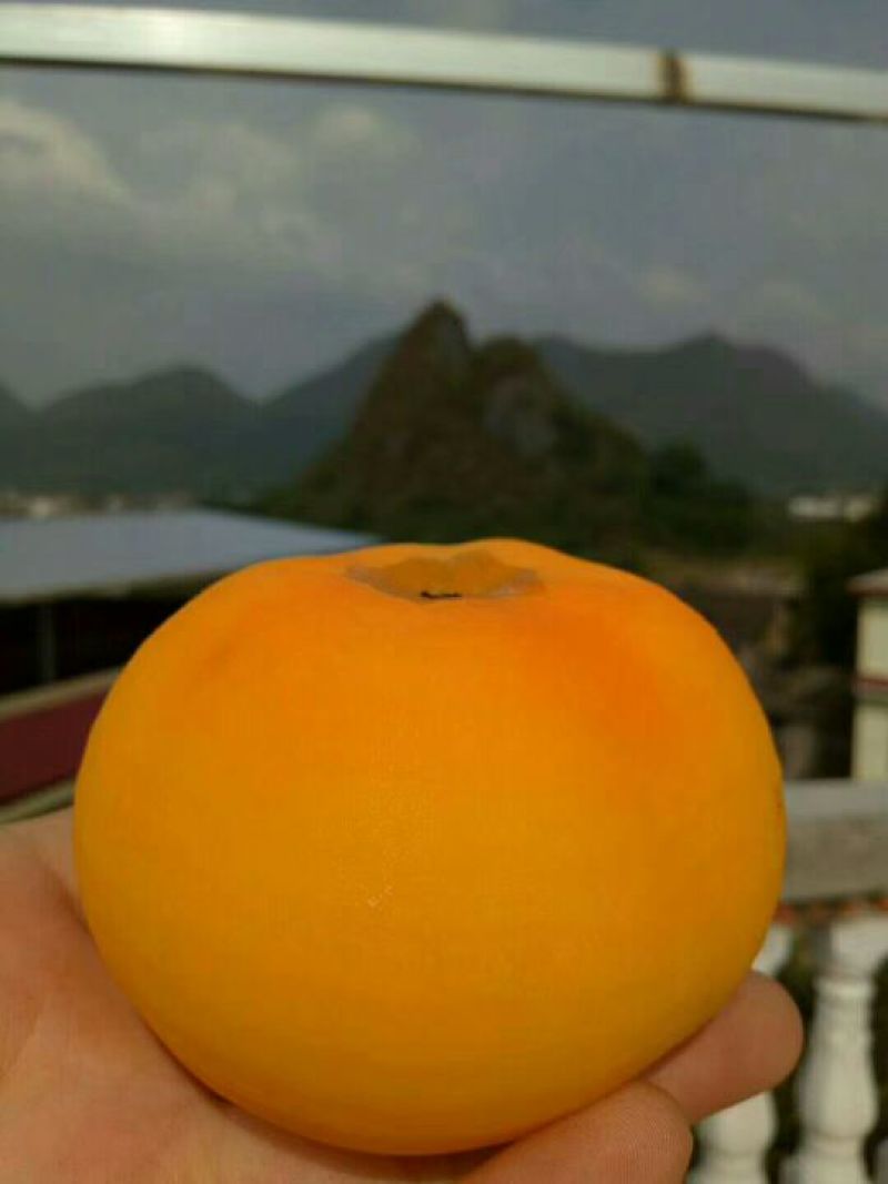 柿饼2~2.5两