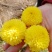 菊花茶一级