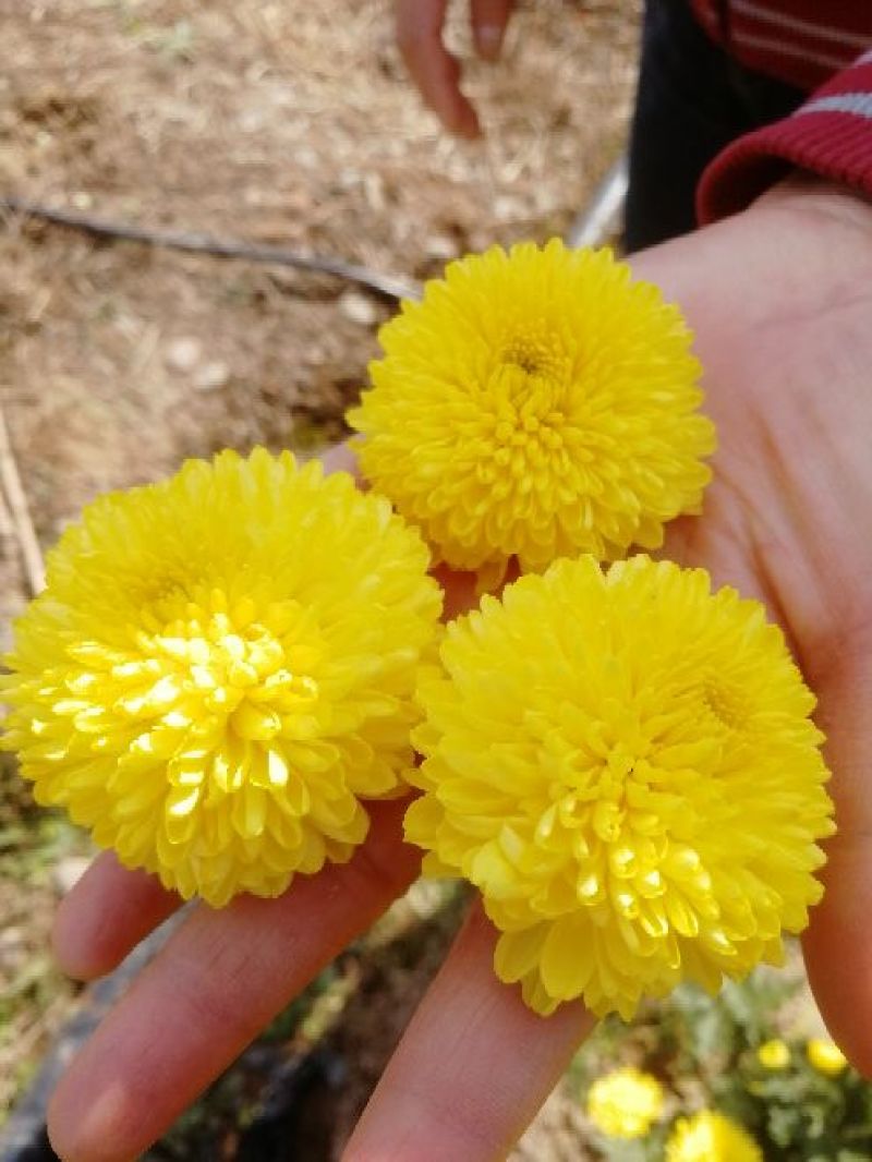 菊花茶一级