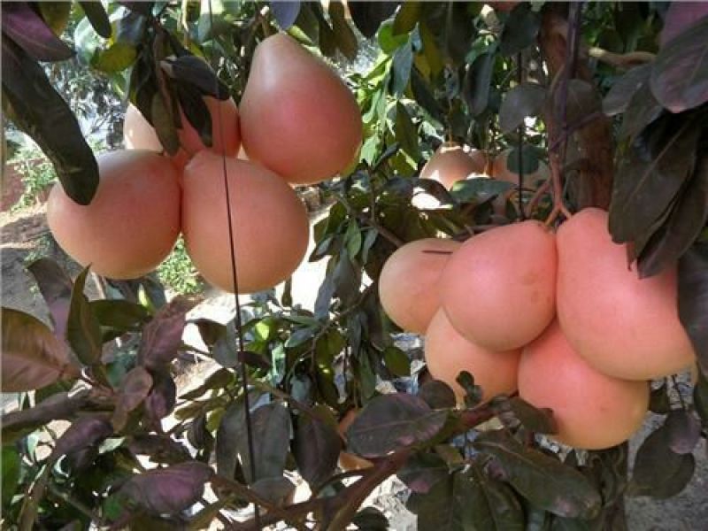 三红蜜柚苗1cm以上0.8~1m