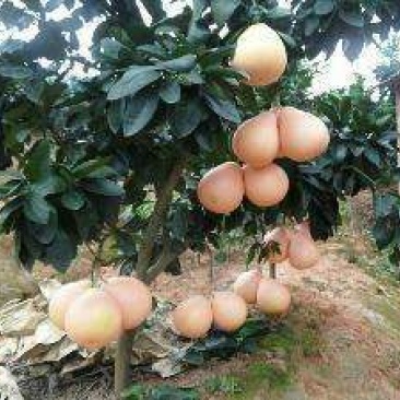 三红蜜柚苗1cm以上0.8~1m