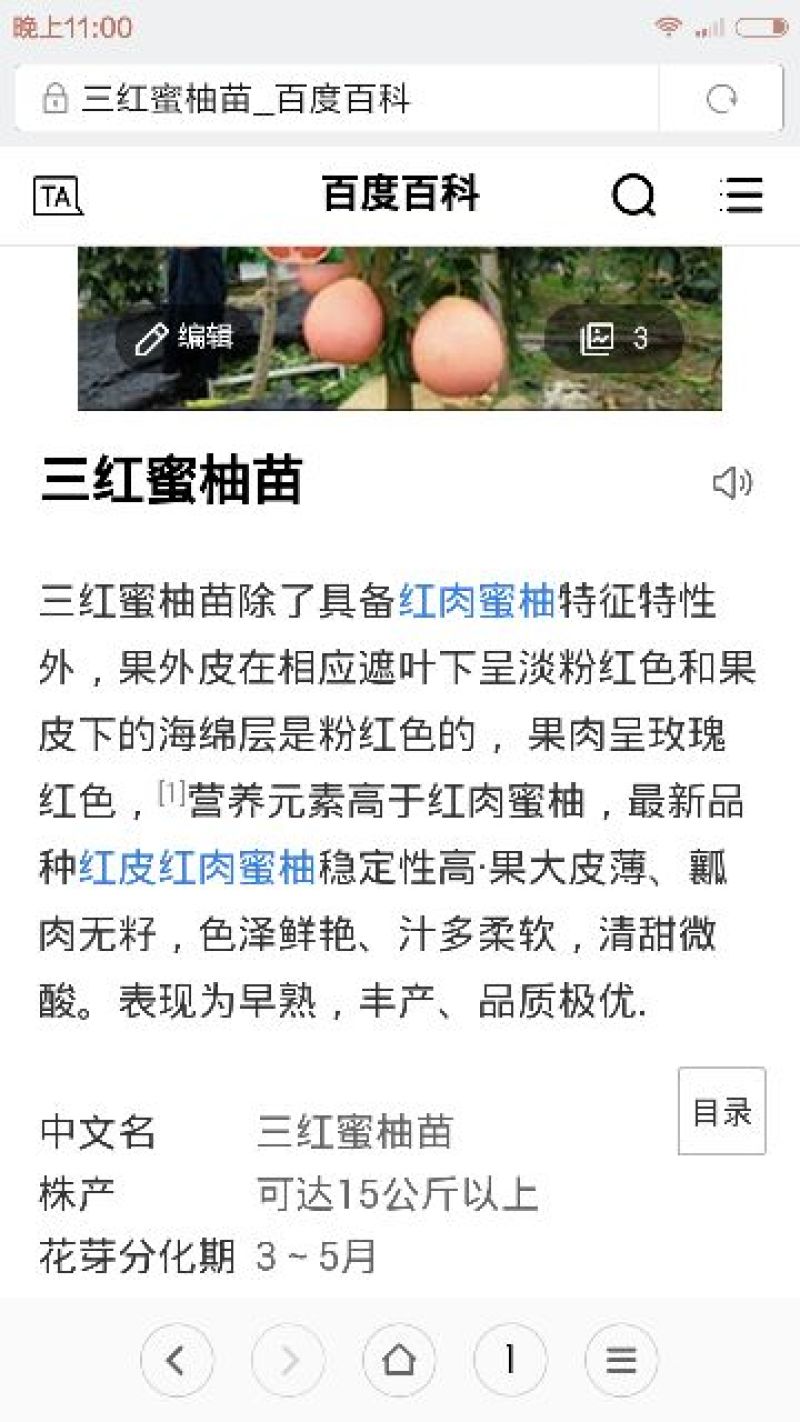三红蜜柚苗1cm以上0.8~1m