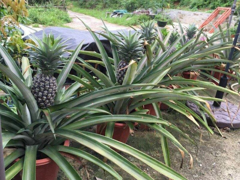 凤梨苗菠萝苗