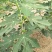 基地直销无花果苗今年波姬红无花果苗价格布兰瑞克无花果基地
