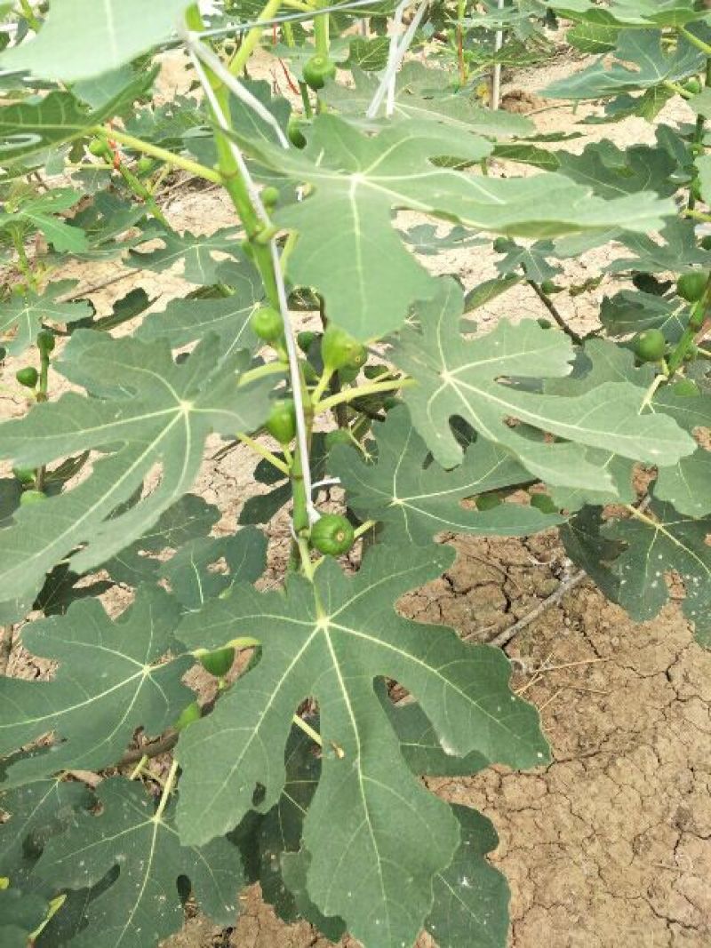 基地直销无花果苗今年波姬红无花果苗价格布兰瑞克无花果基地