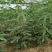 基地直销无花果苗今年波姬红无花果苗价格布兰瑞克无花果基地