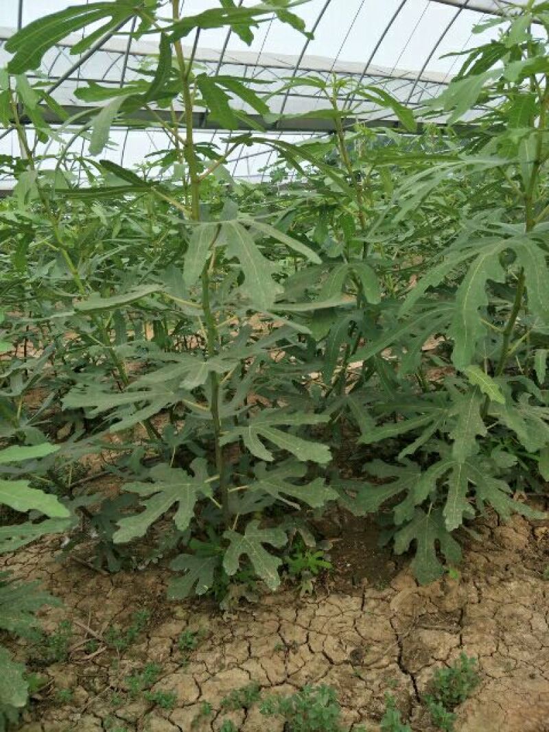 基地直销无花果苗今年波姬红无花果苗价格布兰瑞克无花果基地
