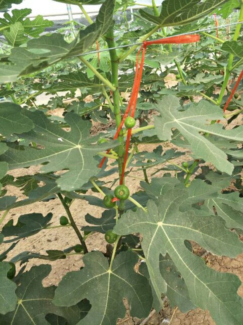 基地直销无花果苗今年波姬红无花果苗价格布兰瑞克无花果基地