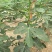 基地直销无花果苗今年波姬红无花果苗价格布兰瑞克无花果基地