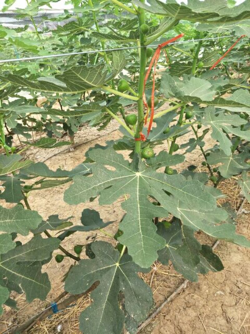 基地直销无花果苗今年波姬红无花果苗价格布兰瑞克无花果基地