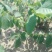 基地直销薄皮核桃苗今年8518核桃苗多少钱山东核桃苗价格