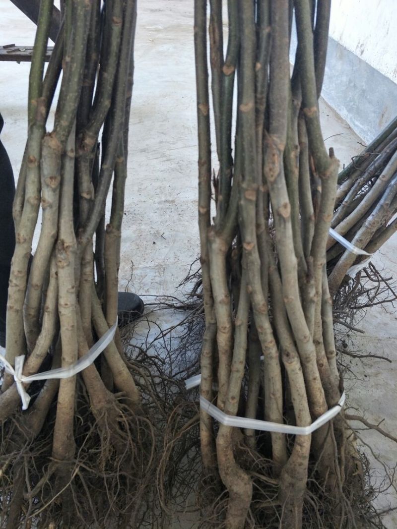 基地直销薄皮核桃苗今年8518核桃苗多少钱山东核桃苗价格