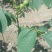 基地直销薄皮核桃苗今年8518核桃苗多少钱山东核桃苗价格