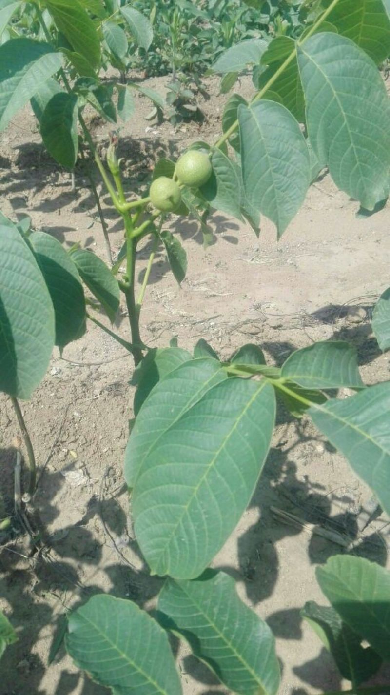 基地直销薄皮核桃苗今年8518核桃苗多少钱山东核桃苗价格