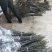 基地直销薄皮核桃苗今年8518核桃苗多少钱山东核桃苗价格