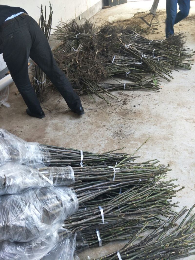 基地直销薄皮核桃苗今年8518核桃苗多少钱山东核桃苗价格
