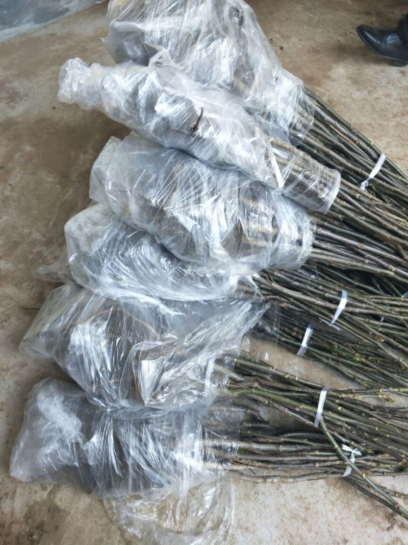 基地直销薄皮核桃苗今年8518核桃苗多少钱山东核桃苗价格