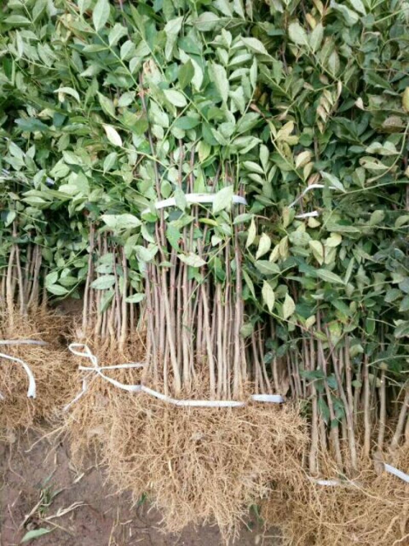 基地直销花椒苗50公分高大红袍花椒苗价格九叶青花椒苗批发