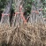 基地直销花椒苗50公分高大红袍花椒苗价格九叶青花椒苗批发