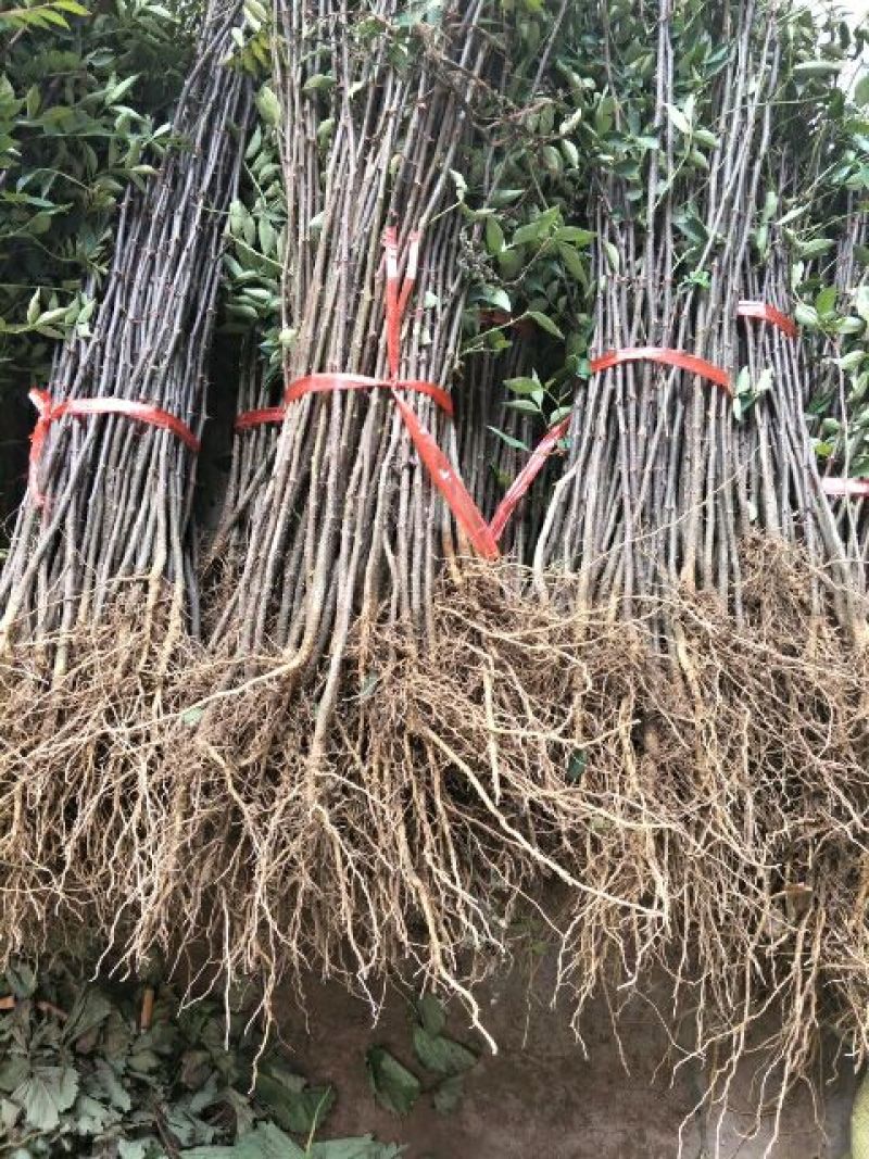 基地直销花椒苗50公分高大红袍花椒苗价格九叶青花椒苗批发
