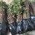 基地直销花椒苗50公分高大红袍花椒苗价格九叶青花椒苗批发