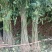 基地直销香椿苗红油香椿苗价格1--3公分香椿树苗批发