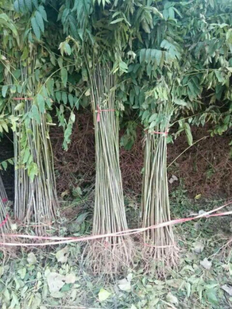 基地直销香椿苗红油香椿苗价格1--3公分香椿树苗批发