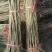基地直销香椿苗红油香椿苗价格1--3公分香椿树苗批发