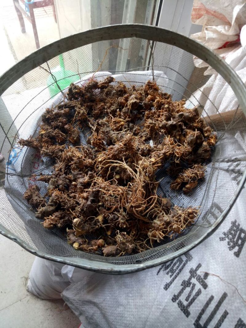 射干