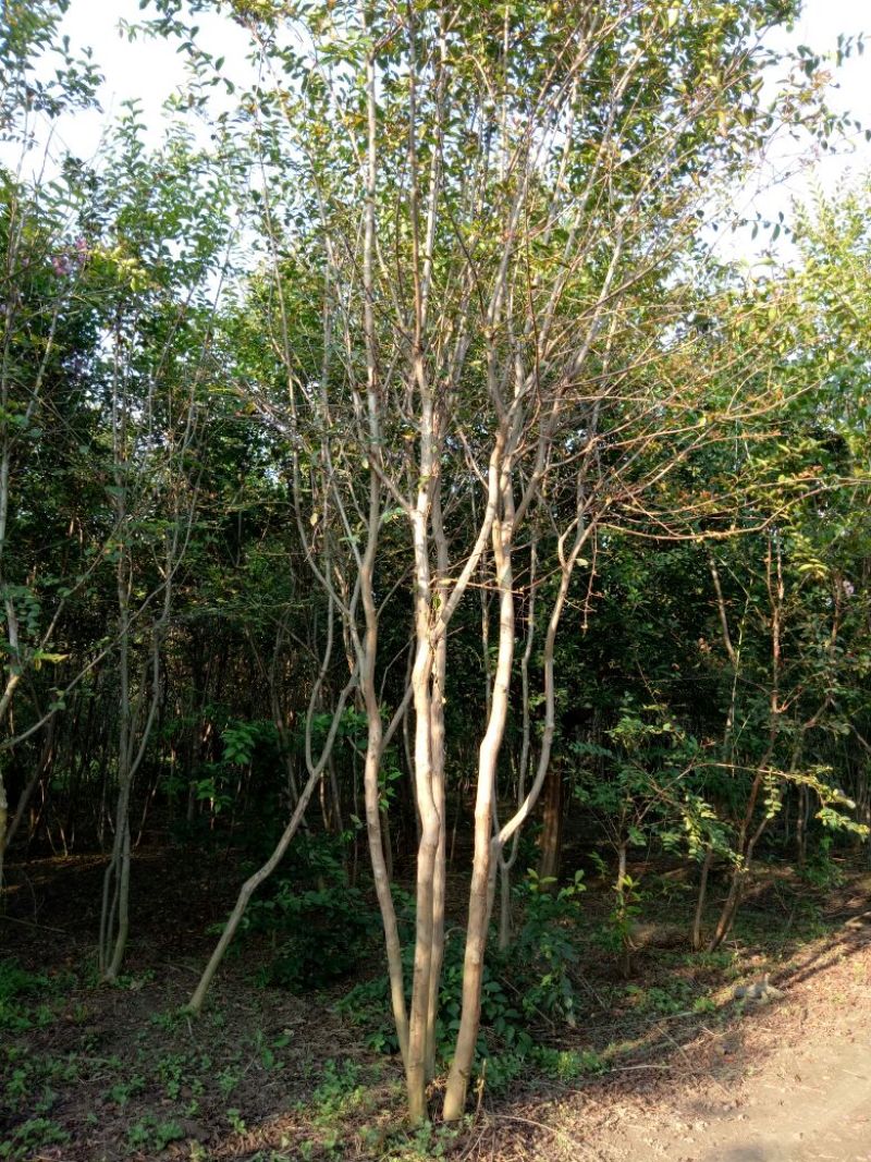 紫薇丛生紫薇3一5分枝