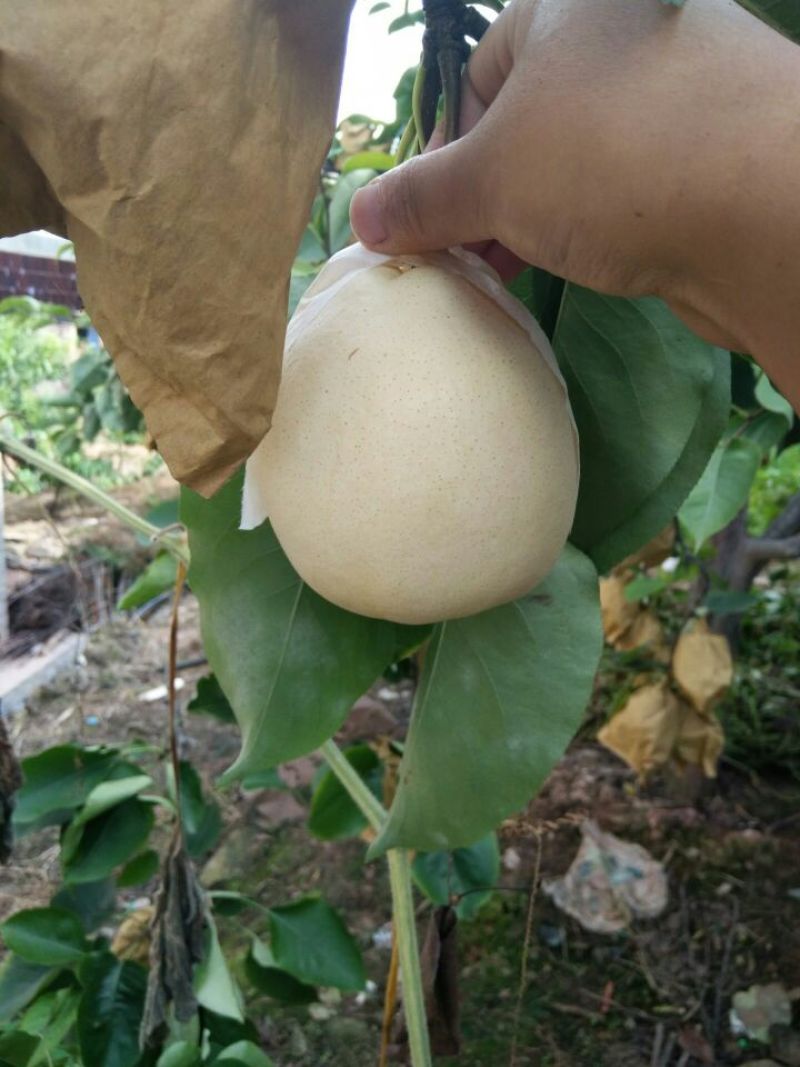 自己家套袋金花梨大量上市，细甜化渣。欢迎各位老板前来收购