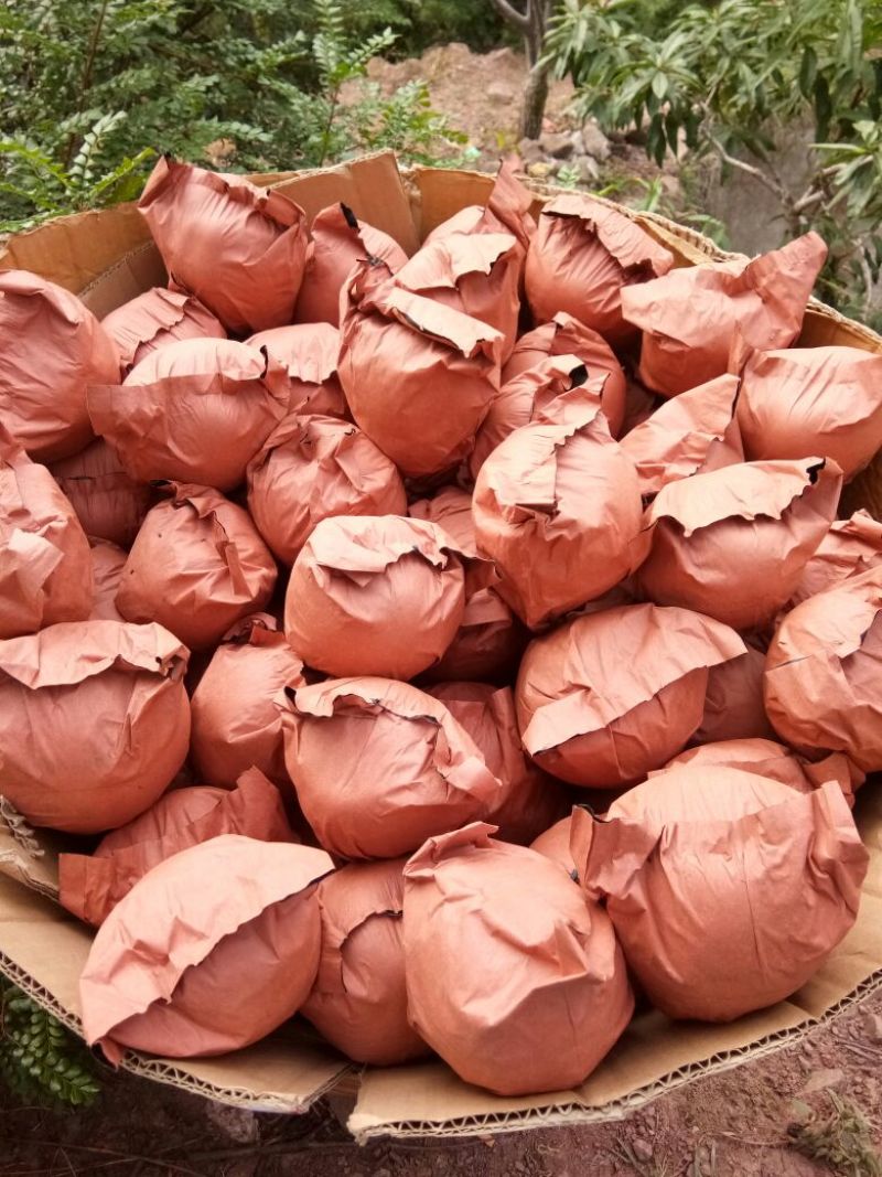 自己家套袋金花梨大量上市，细甜化渣。欢迎各位老板前来收购