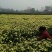 金丝皇菊茶一级