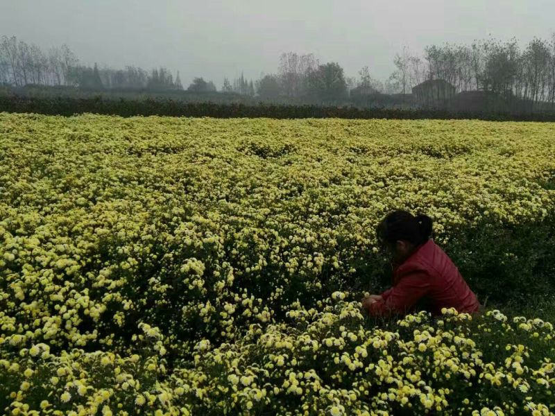 金丝皇菊茶一级
