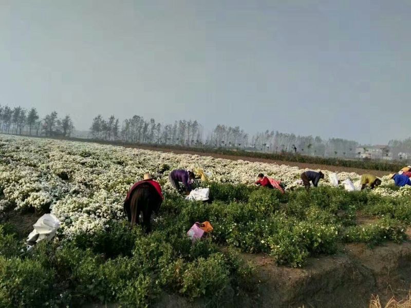 金丝皇菊茶一级