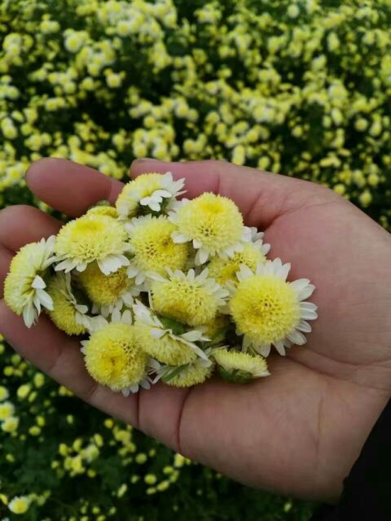 金丝皇菊茶一级