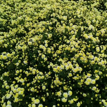 金丝皇菊茶一级