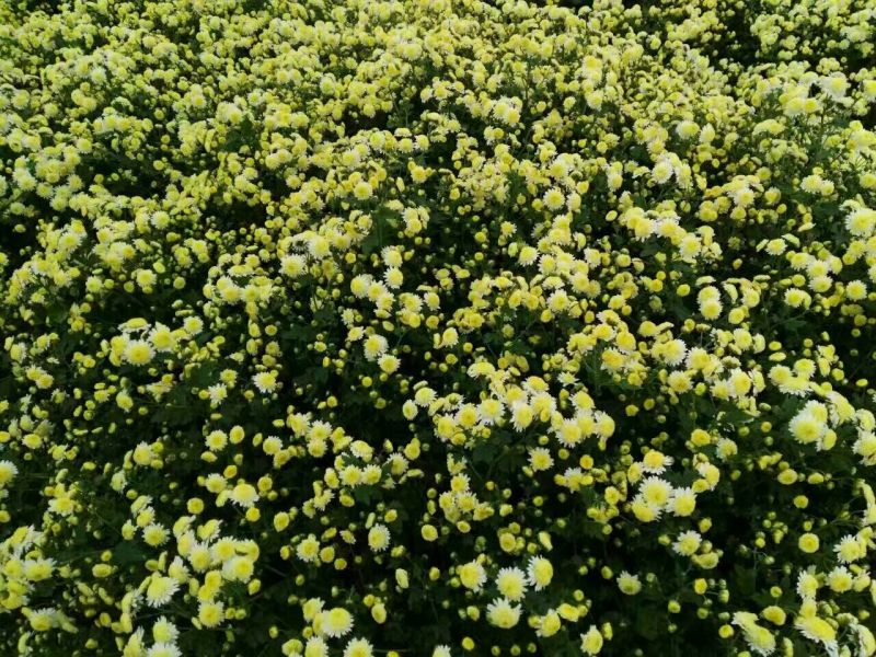 金丝皇菊茶一级
