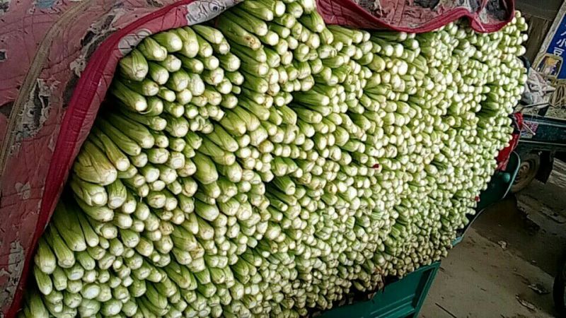 芹菜50cm以上本地长年供应各种蔬菜