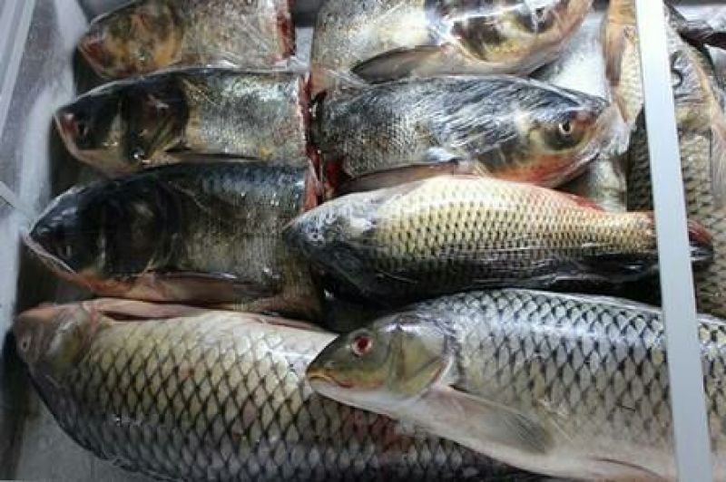 江鲤鱼1~2公斤食用